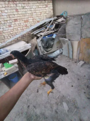 Цыплёнок дакан 1