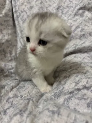 2 oylik Scottish Fold mushukchalar sotiladi, 120 sh.b. 3
