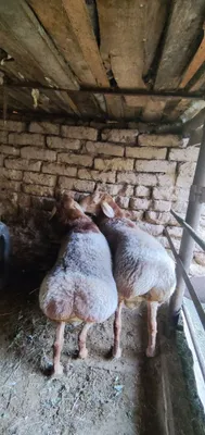 Наслдор қўй қўчқорлар сотилади Qoy Qo‘y Qo‘chqor qochqor 1