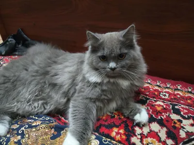Манчкин и Скотш страйт 1