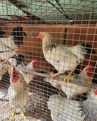 Adler Serebristi xorozlari sotiladi 1