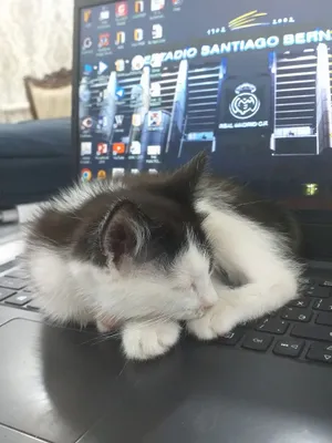 Котик (пышык) бесплатно 1