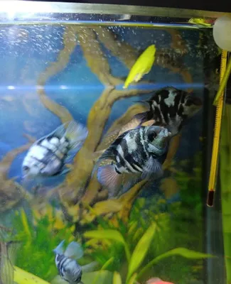 Panda papugay sotiladi 1