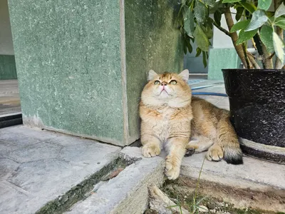 Porno yulduzlar ishtirokidagi HD porno videolar Onanizm porno onlayn