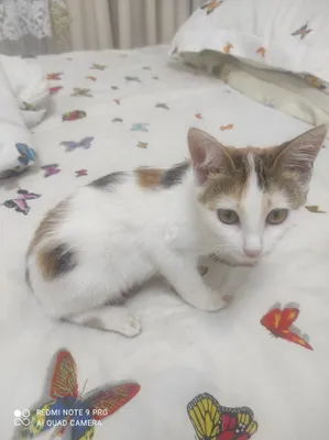 Кот в дар, Ташкент 1