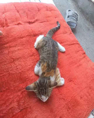 Отдаю 3 месячных котят в хорошие руки 1