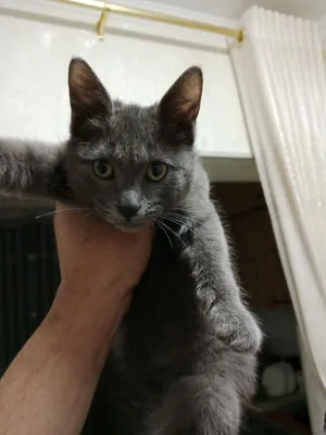 Birinchi marta sikni silkitish