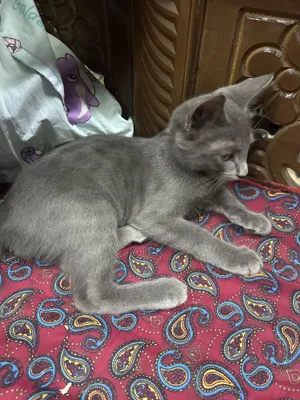 Кошка продаётся срочно 1
