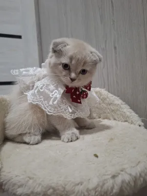 Чудо малышка с особенным характером 1