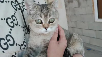 Продаётся породистая кошечка 1