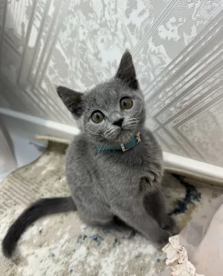 «Британский породистый котёнок» 1