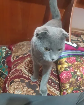 Skotch Flod sotiladi oladigan odam tel qilsin