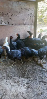 Продаются птенцы чёрного принца 1