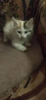 Urg‘ochi mushukcha sotiladi, turk angorasi 1