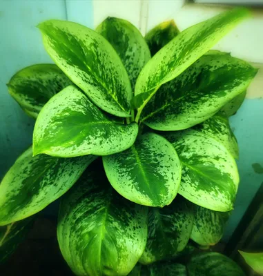Аглаонема Лемон Минт (Lemon Mint) 1