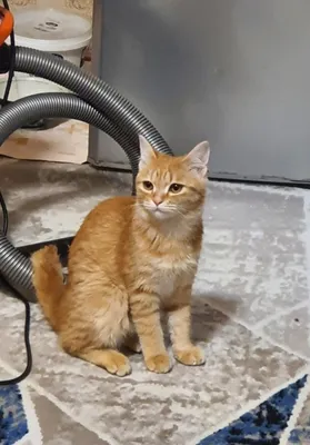 Кошка дёшево отдаётся 1