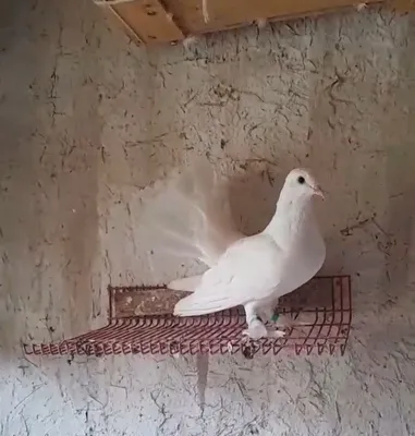 Голубь