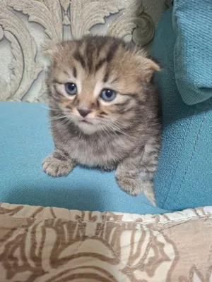 Скоттиш фолд сотилади 1