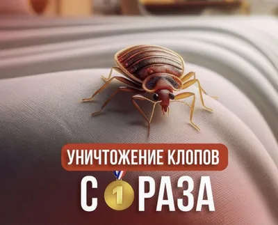 Дезинфекция от клопов, тараканов, мышей, крыс и скорпионов — гарантия 1 год 1
