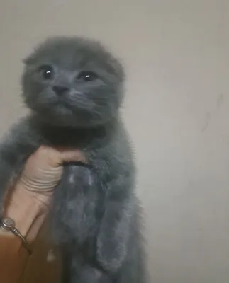 Скоттиш-фолд, мальчик