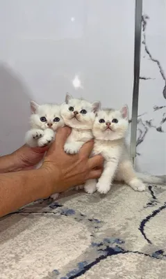 Чистокровные Малыши британской шиншиллы 1