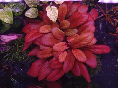 Qizil samolus (Samolus parviflorus 'Red'). Akvarium o‘simligi. 1