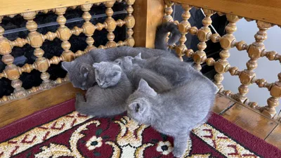 Британские кошки 1
