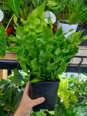 Asplenium Krispi 1