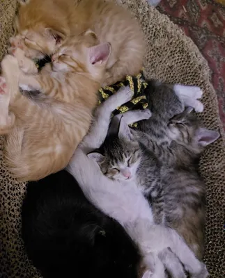 Котятки милые, отдадим в хорошие руки