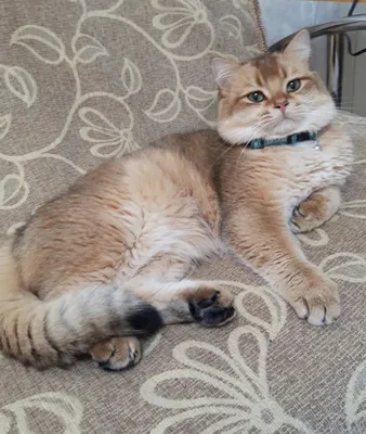 Кот золотая шиншилла приглашает кошек на вязку 1