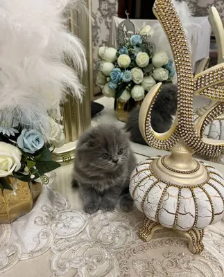 Котёнок породы хайленд-страйт, мальчик, 1,5 месяца