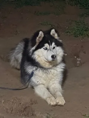 Сибирский хаски 1 ёш 1