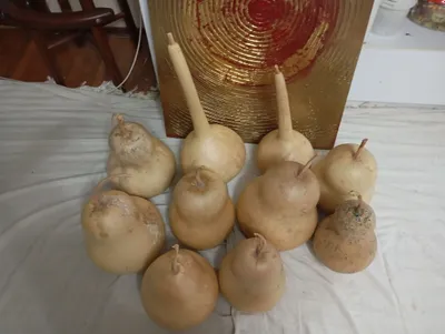 bezak qovoqlari 1