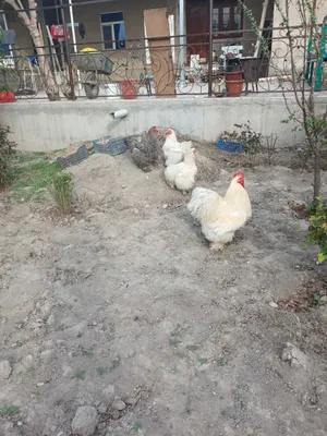 КОХ тухумлари бор 1