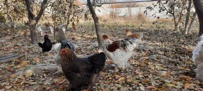 Продаются яйца брама
