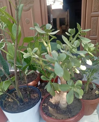 Ajoyib gullar sotiladi 1
