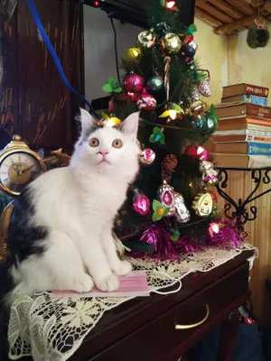Отдам кота в хорошие руки 1