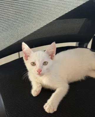 Котенок в самые добрые руки 1