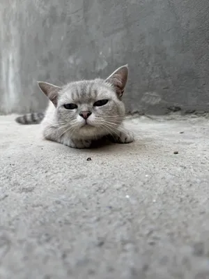 Koylak ostidagi fetiş fotosurati Mushuk yalash video