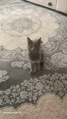 Megan Fox erotik rasmlar