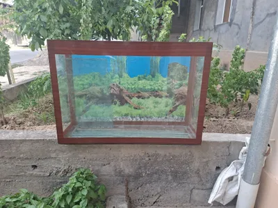 Akvarium sotiladi arzon 1