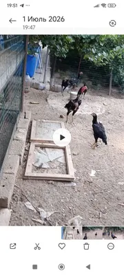Zotli xorozlar koreya