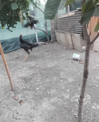 Dakan xoroz sotiladi 1