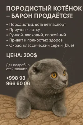 Zotdor Scottish Fold mushukcha – Baron (4 oylik) 1