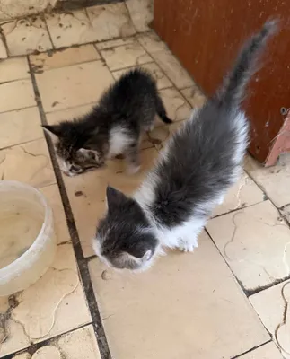 Маленькие котята 1