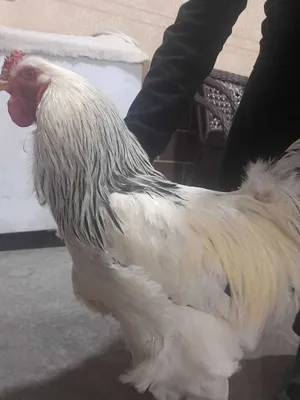 Avtomobildagi jinsiy pozitsiyalar (fotosuratlar)