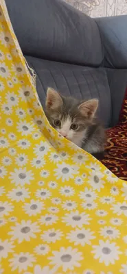 мушукча текинга 1