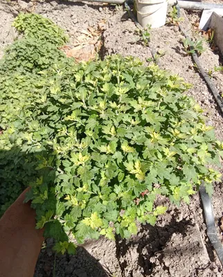 Globus xrizantema gullari 1