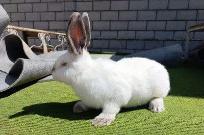 Kaliforniya toza qon quyonla sotildi! 1