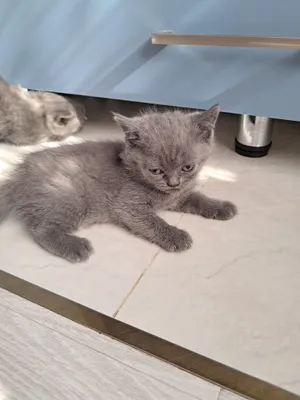 Erotik tarmoq meendo